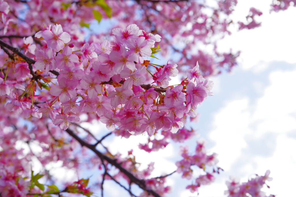 河津桜