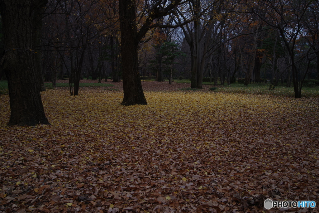 IMGP0377