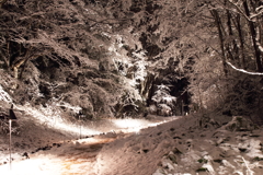 雪桜のトンネル