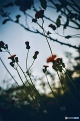 flower 01