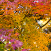 紅葉