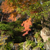 紅葉