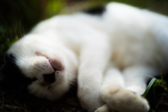 ねここ