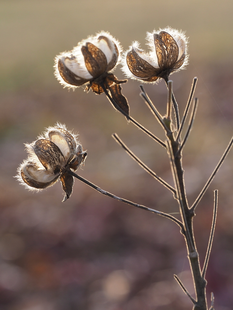 冬の芙蓉