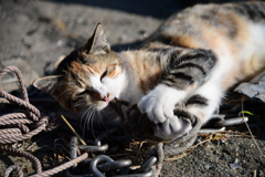 漁港の猫