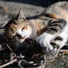 漁港の猫