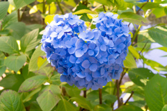 ハートの紫陽花