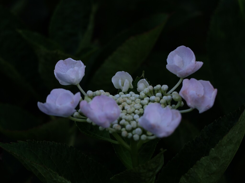 DSCF2907 (2)