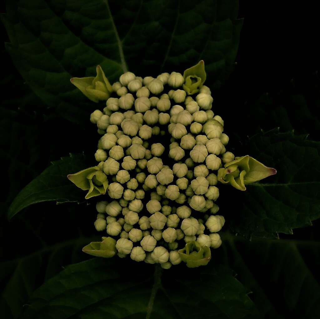 DSCF3195 (3)