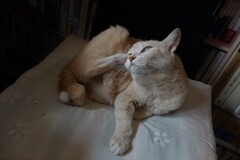 DSCF0103