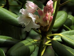 P6156227