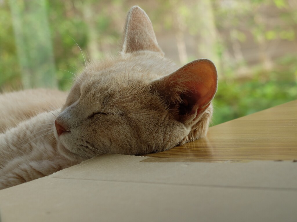 DSCF4458 (2)
