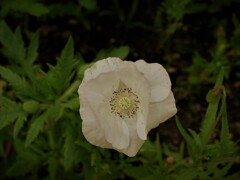IMG_4926  