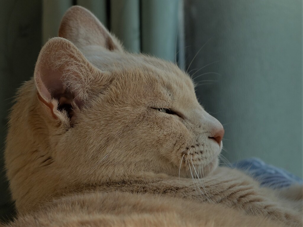 DSCF4617 (2)