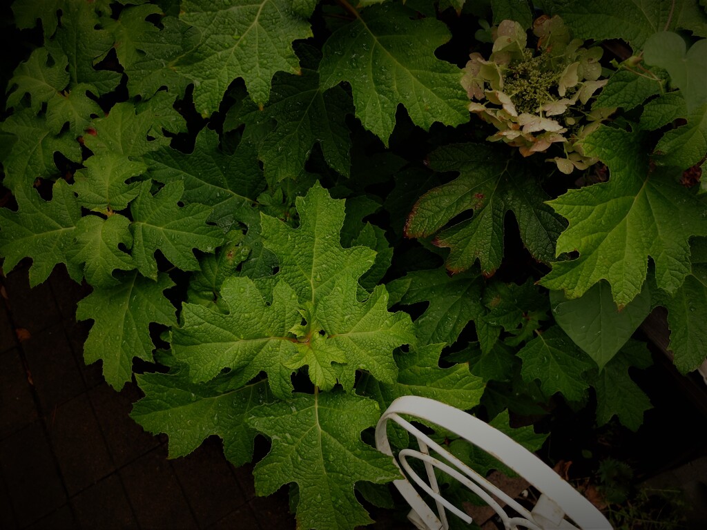 DSCF4746 (2)