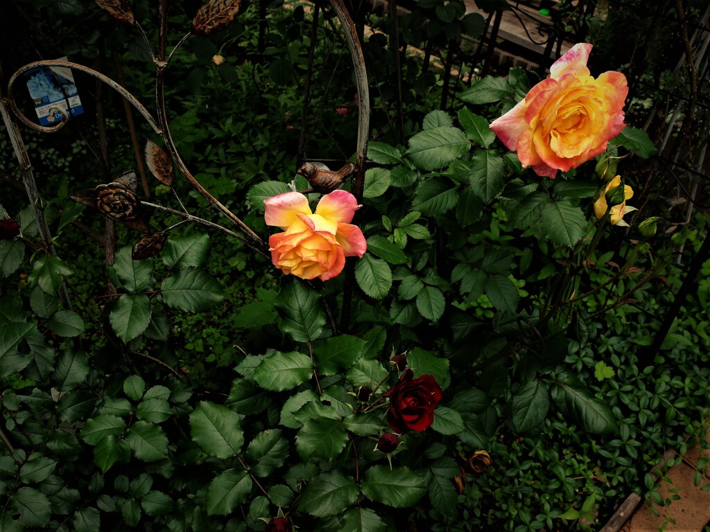 DSCF2109 (2)