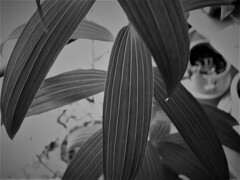 IMG_4982