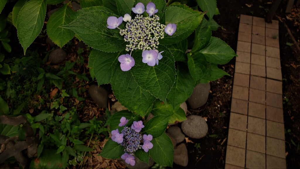 DSCF4835 (2)