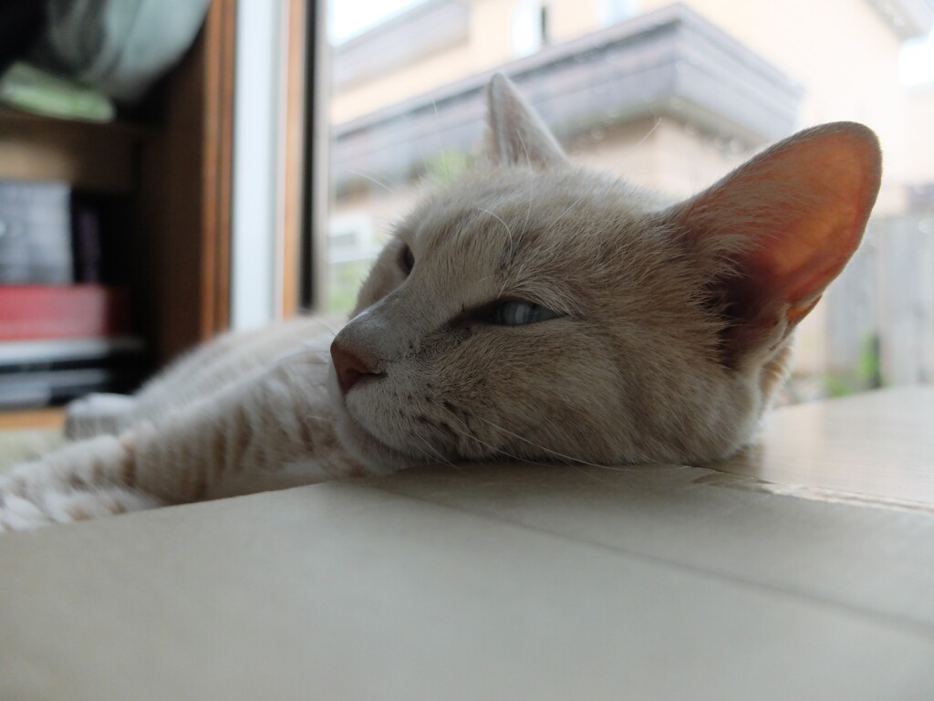DSCF1527 (2)