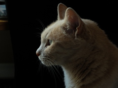 DSCF5354