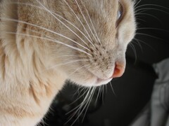 IMG_7256