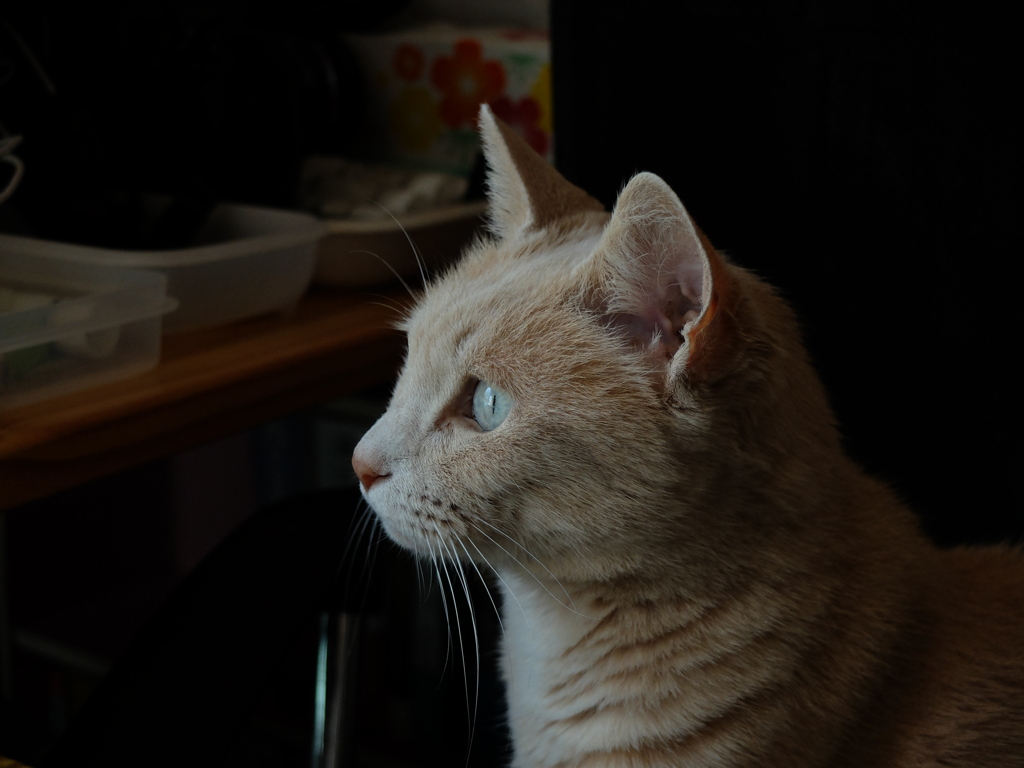 DSCF6213