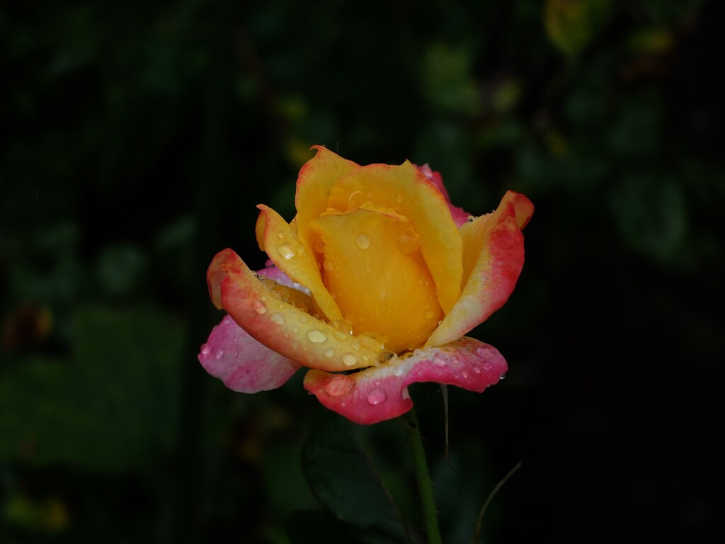 DSCF3099 (2)