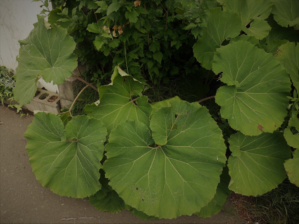 DSCF5332 (2)
