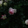 DSCF3917