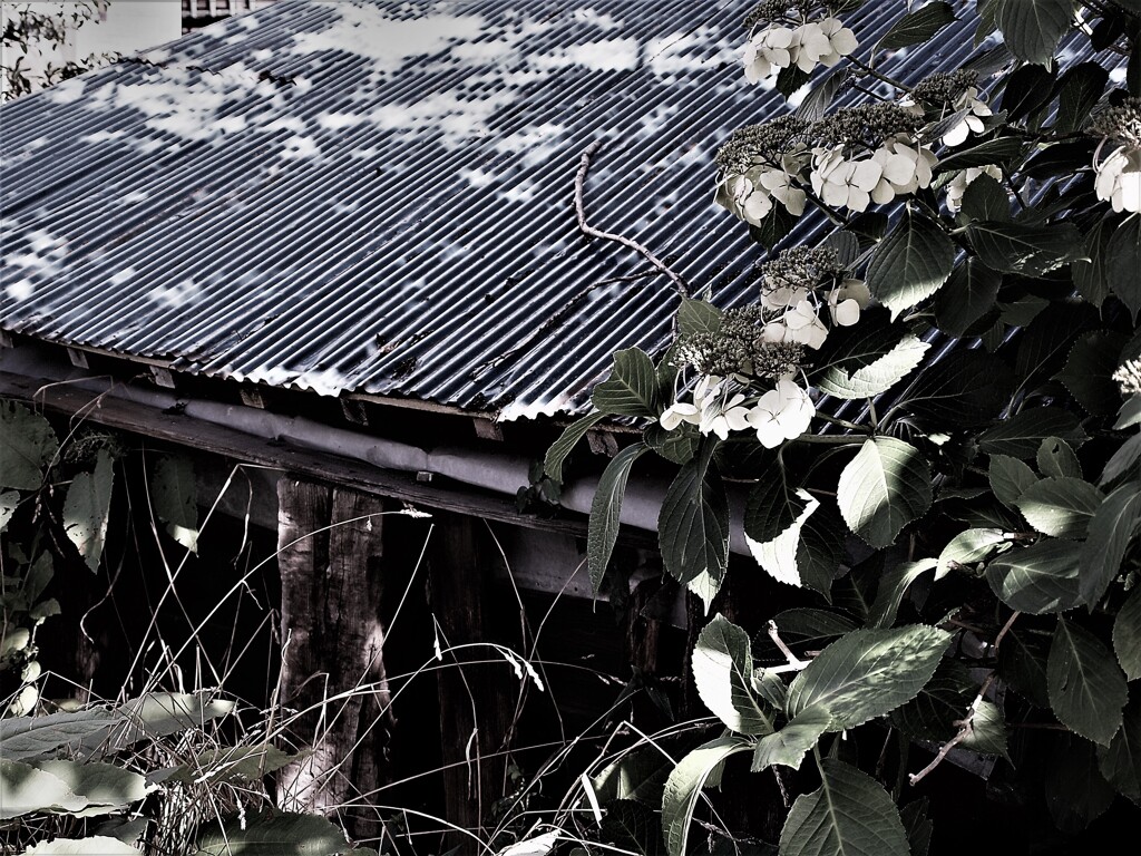 小樽散策　P9085432