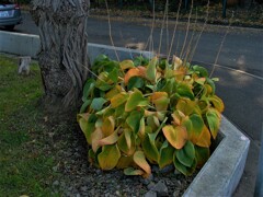 IMG_4988 (2)