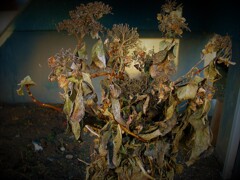 IMG_8878.jpg01