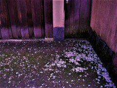 IMG_4623.jpg01