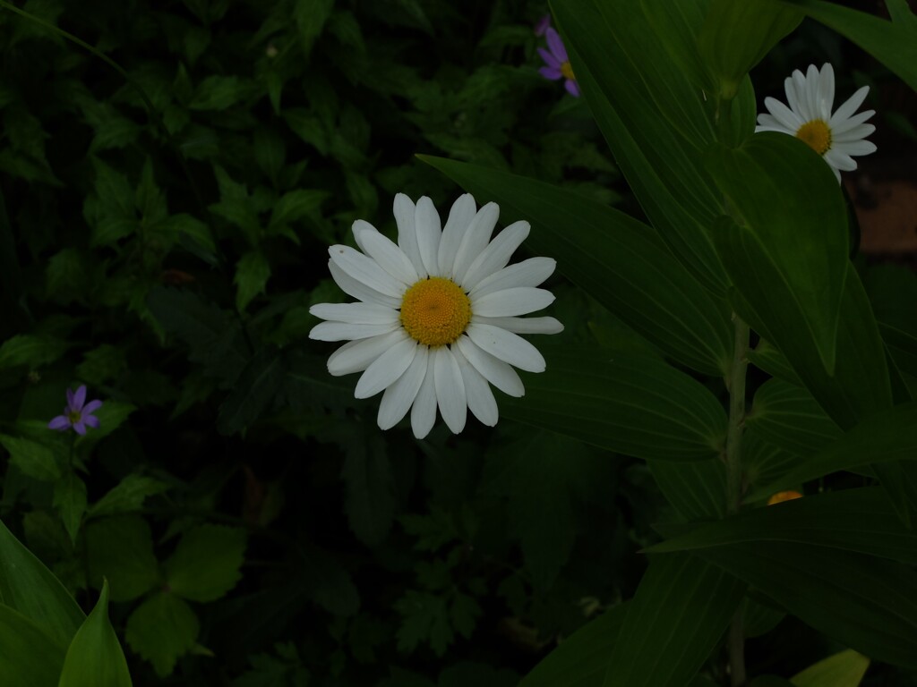 DSCF0385 (2)