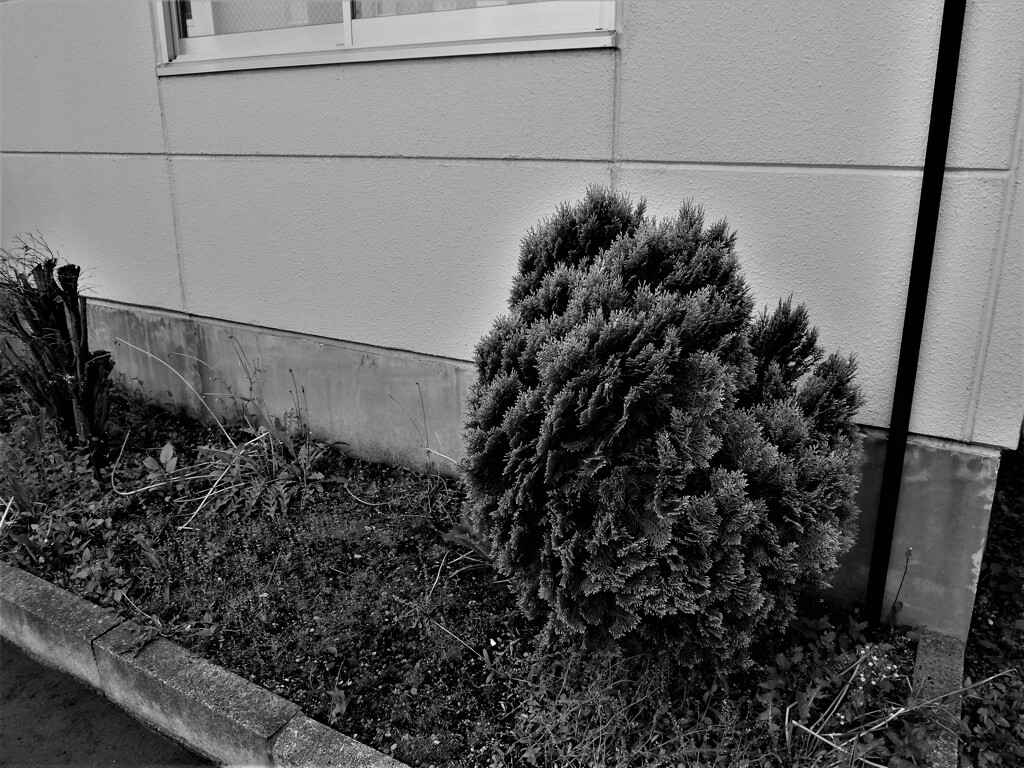 DSCF8590 (2)
