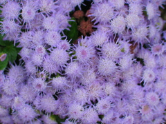 IMG_5621 (2)