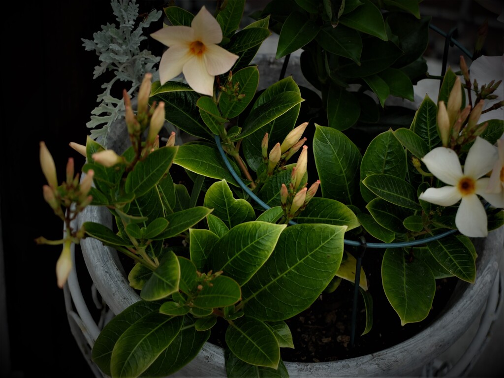 DSCF3114 (2)