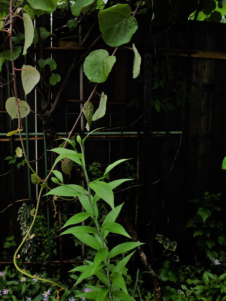DSCF2055 (2)