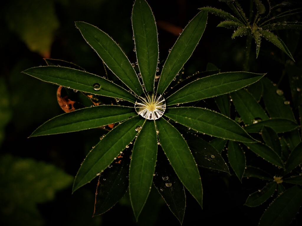 DSCF4423 (2)