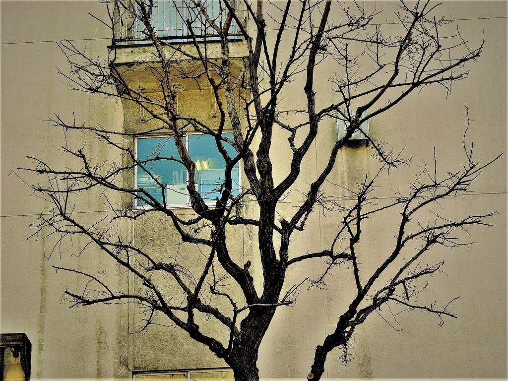 IMG_7300 (4)