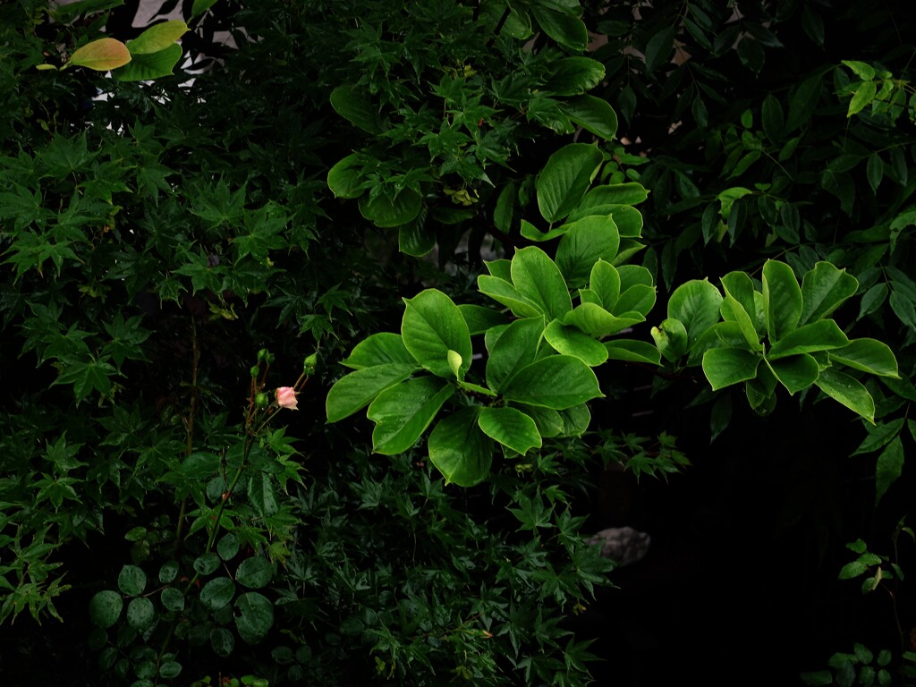 DSCF2176 (2)