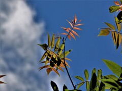 P6075606
