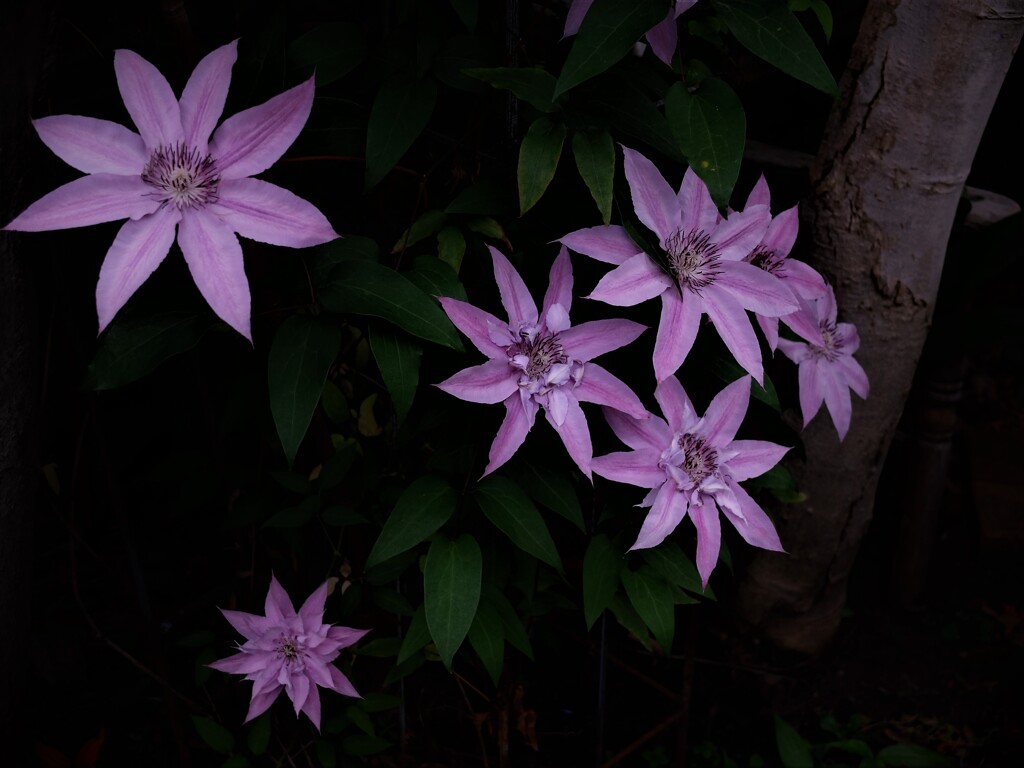 DSCF0884 (2)