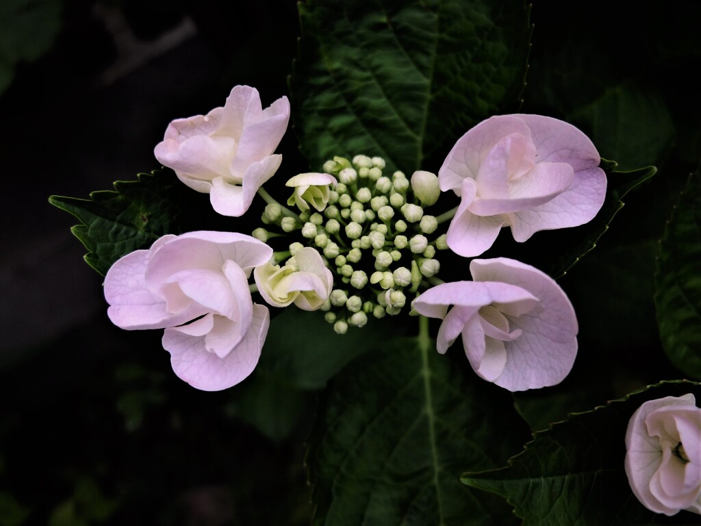 DSCF4842 (2)