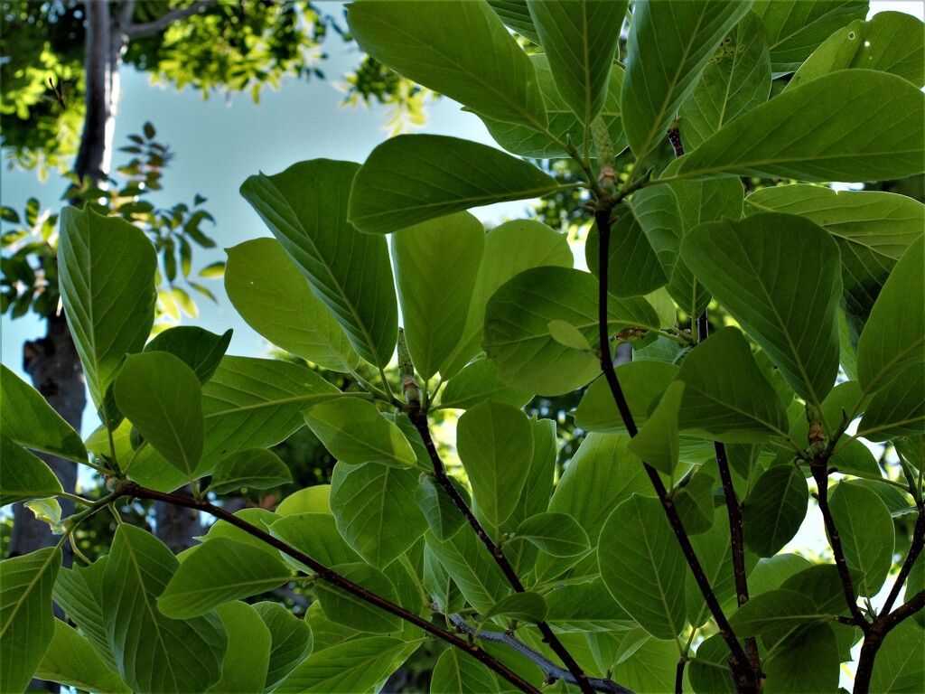P6075581