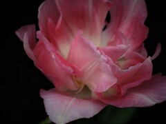 IMG_4864