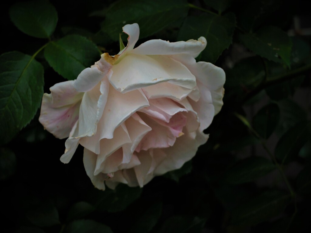 DSCF2066 (2)