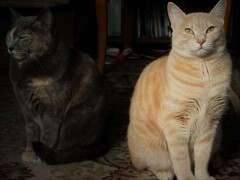 IMG_9100 (3)