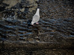 P9308153