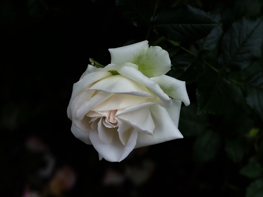 DSCF4890 (2)